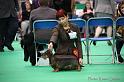 Crufts2011_2 948